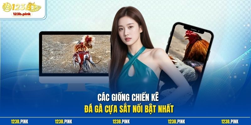 Các giống chiến kê Đá gà cựa sắt nổi bật nhất 