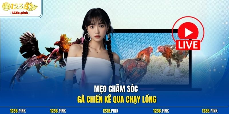 Mẹo chăm sóc gà chiến kê qua chạy lồng