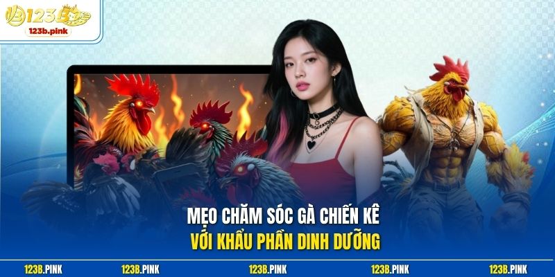 Mẹo chăm sóc gà chiến kê với khẩu phần dinh dưỡng 